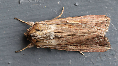 Southern Armyworm Moth (Persectania ewingii)